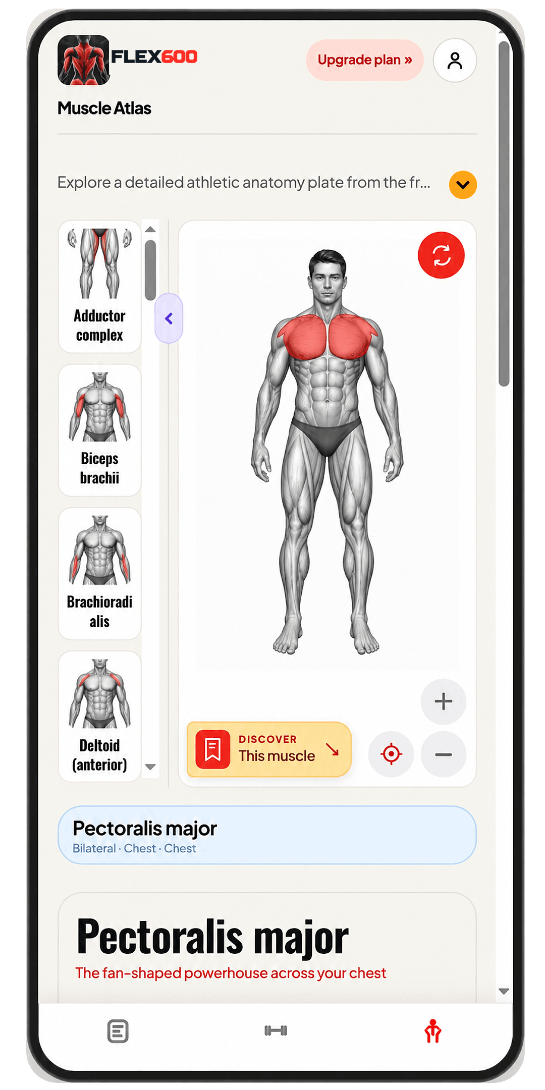 MyMyo muscle atlas showing an interactive anatomy figure with the chest muscles selected